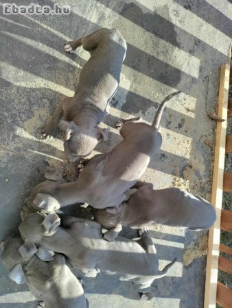 Eladó Amerikai staffordshire kiskutya