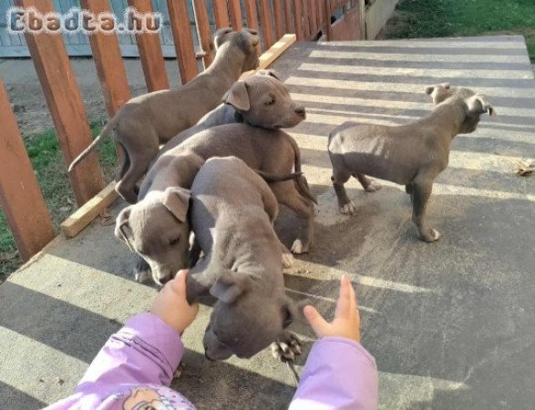 Eladó Amerikai staffordshire kiskutya