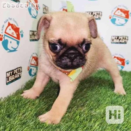 Přátelská štěňata mopse k adopci