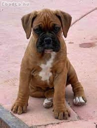 Štěňata boxerů k adopci