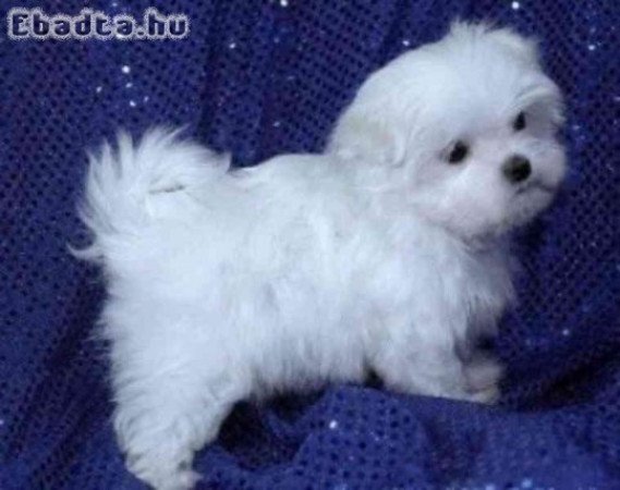 Aranyos máltai selyemkutyák örökbefogadásra