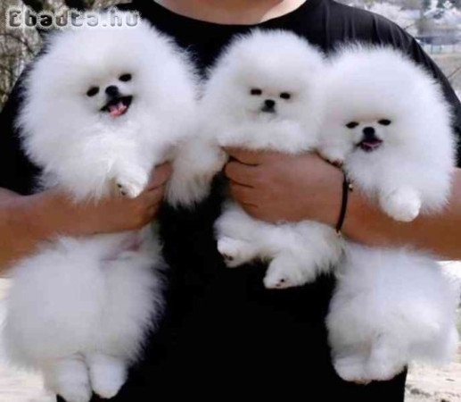 Pomerániai kölykök örökbefogadásra