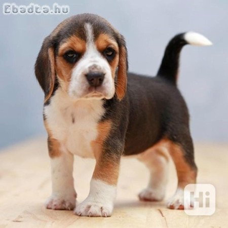 Beagle kölykök örökbefogadásra