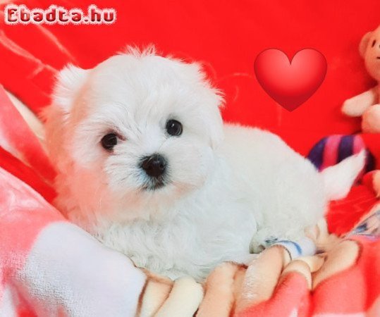 Bichon Havanese kölykök örökbefogadásra