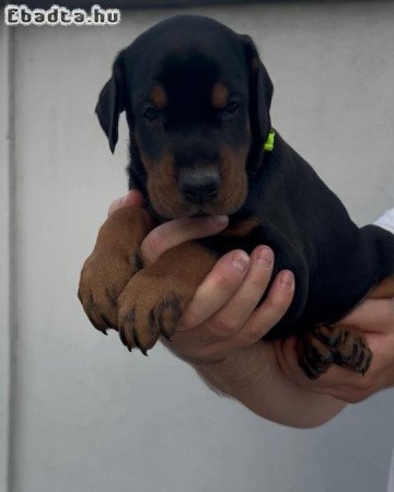 Aranyos doberman kölykök örökbefogadásra