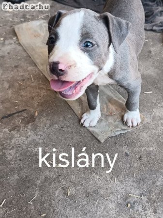 Pitbull kölykök örökbefogadásra