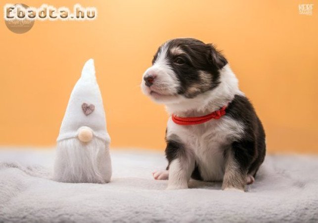 Idomított border collie kölykök örökbefogadásra