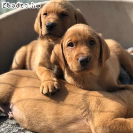 Labrador retriever kölykök örökbefogadásra