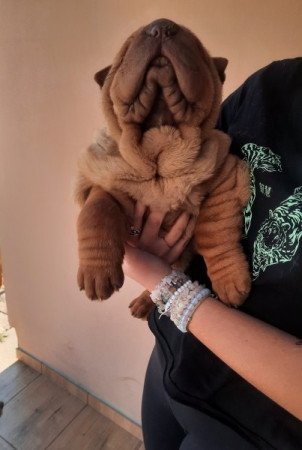 Shar pei sharpei shar-pei