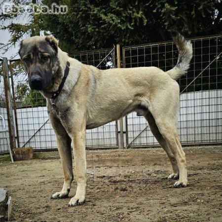 Kangal, török pásztorkutya