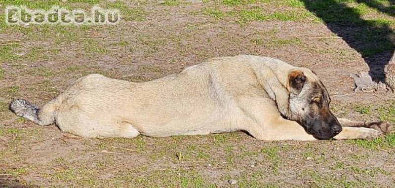 Kangal, török pásztorkutya