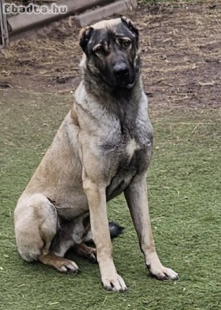 Kangal, török pásztorkutya