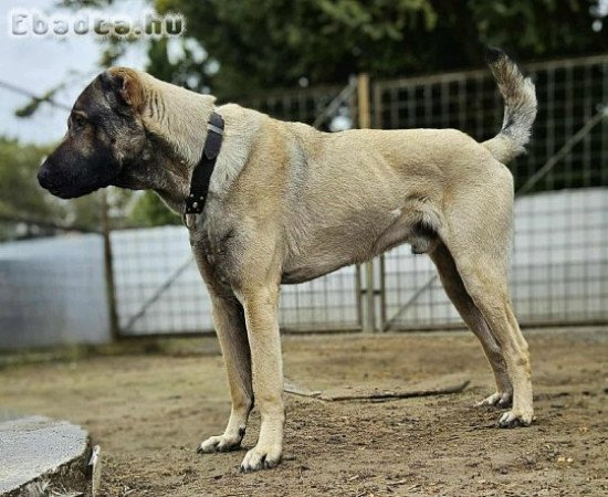 Kangal, török pásztorkutya