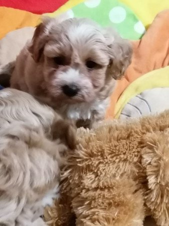 Maltipoo (máltai xuszkár)