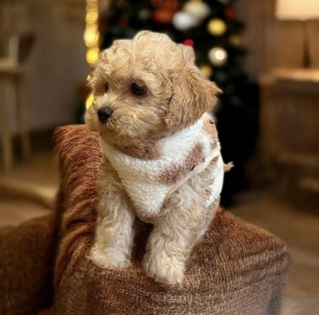 Maltipoo uszkar es maltai