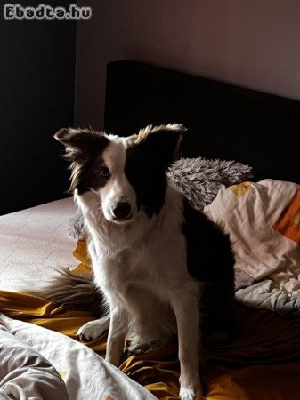 Eladó barna színű, Border Collie 1éves (Szuka)