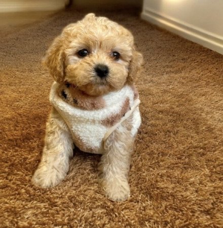 Maltipoo uszkar es maltai