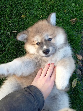 Eladó hosszúszőrű akita inu kiskutya