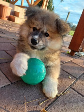 Eladó hosszúszőrű akita inu kiskutya