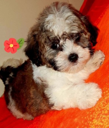 Bichon havanese