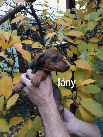 5 kis tacskó gazdit keres!