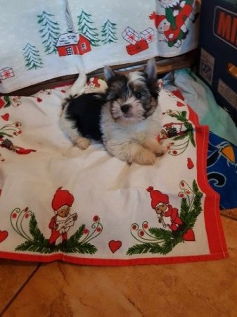 Biever yorki yorkshire