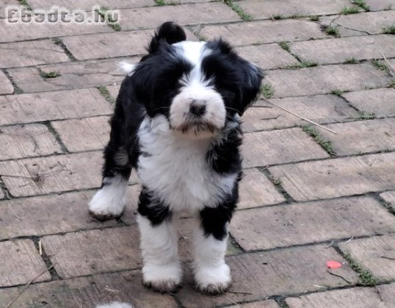 Minőségi törzskönyvezett tibeti terrier kölykök