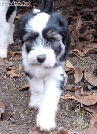 Minőségi törzskönyvezett tibeti terrier kölykök