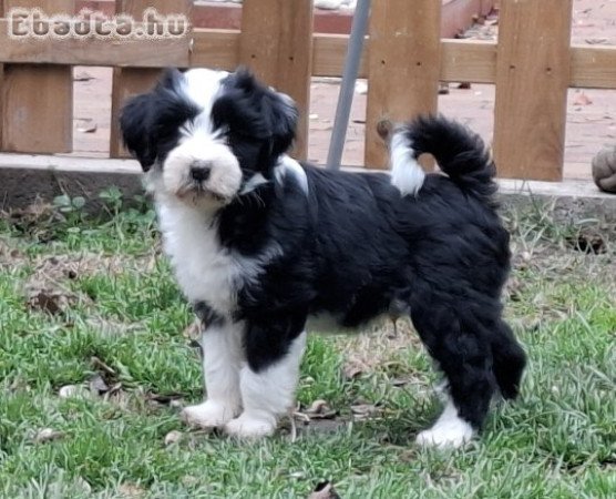 Minőségi törzskönyvezett tibeti terrier kölykök