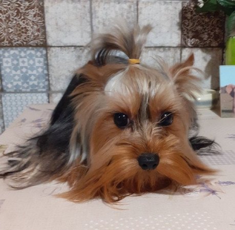 Yorkshire terrier