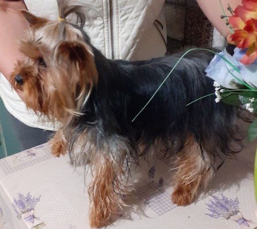 Yorkshire terrier