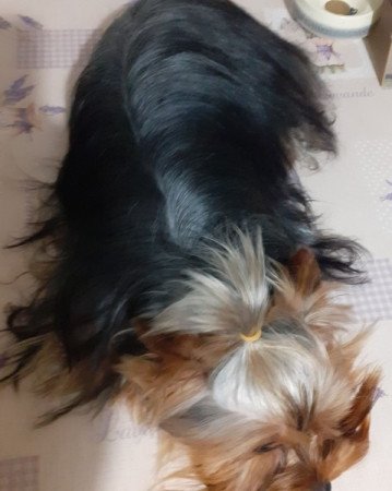 Yorkshire terrier