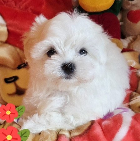 Bichon Havanese