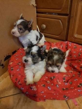 Biever yorki yorkshire