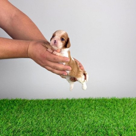 Cavalier King Charles spániel