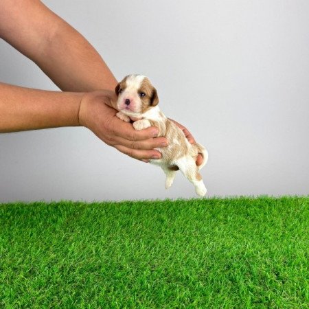 Cavalier King Charles spániel