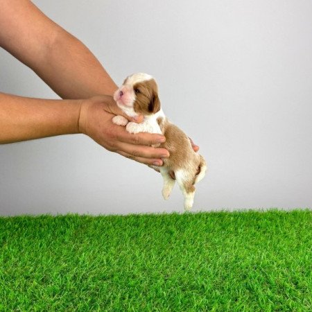 Cavalier King Charles spániel