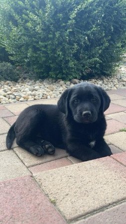 Labrador retriever