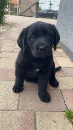 Labrador retriever