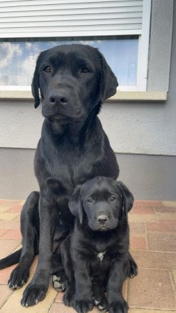 Labrador retriever