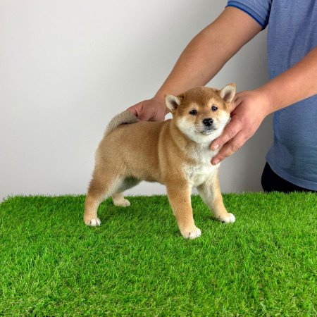 Törzskönyves Shiba Inu kiskutya