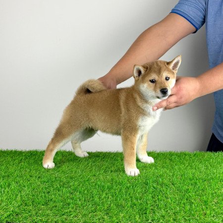 Törzskönyves Shiba Inu kiskutya