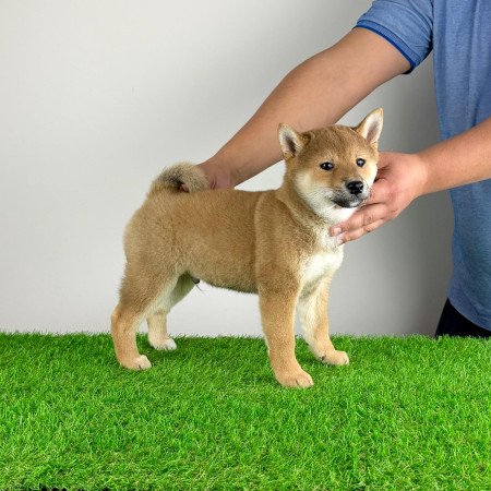 Törzskönyves Shiba Inu kiskutya