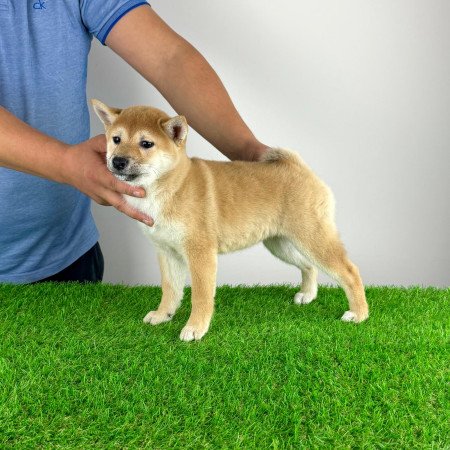 Törzskönyves Shiba Inu kiskutya