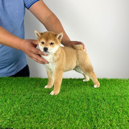 Törzskönyves Shiba Inu kiskutya