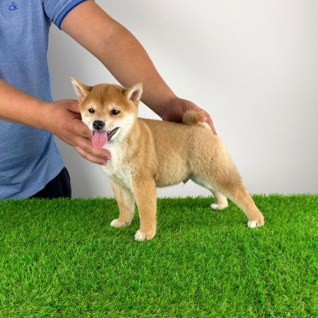Törzskönyves Shiba Inu kiskutya