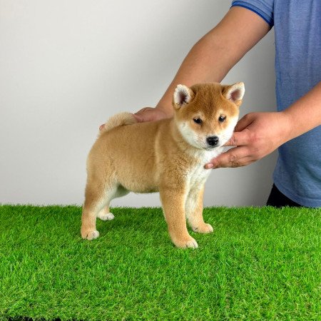 Törzskönyves Shiba Inu kiskutya
