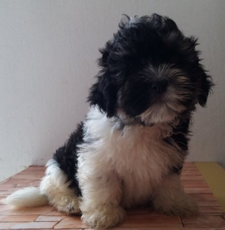 Bichon havanese