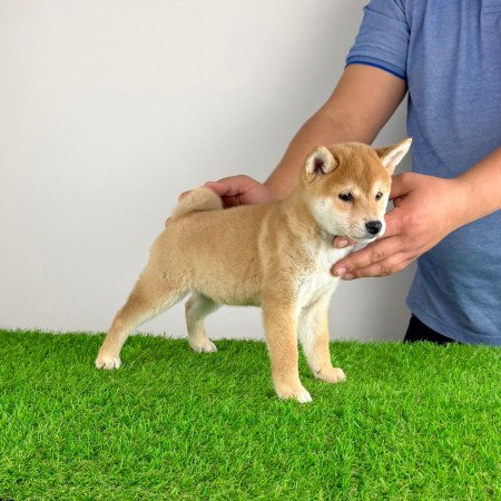 Törzskönyves Shiba Inu kiskutya
