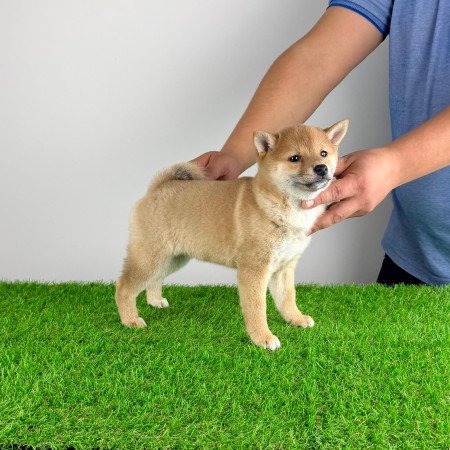 Törzskönyves Shiba Inu kiskutya